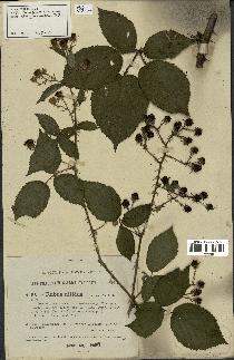 spécimen de Rubus nitidus