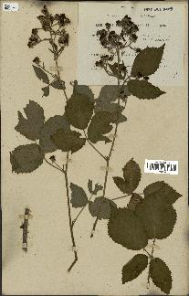 spécimen de Rubus thyrsiflorus