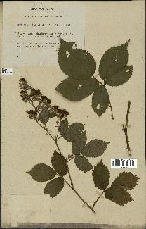 spécimen de Rubus silesiacus