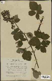 spécimen de Rubus chnoophyllus