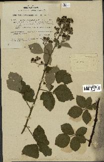 spécimen de Rubus chnoophyllus