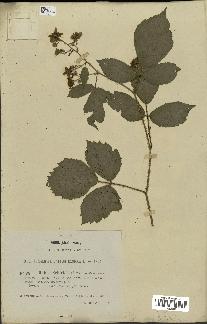 spécimen de Rubus schleicheri