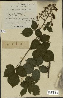 spécimen de Rubus obscurus