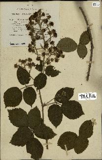 spécimen de Rubus obscurus