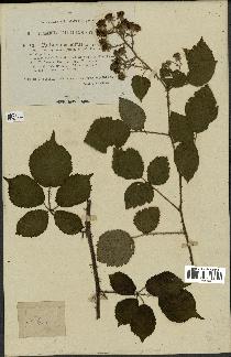 spécimen de Rubus obscurus