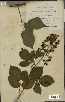 spécimen de Rubus phyllothyrsus