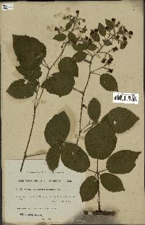 spécimen de Rubus phyllothyrsus