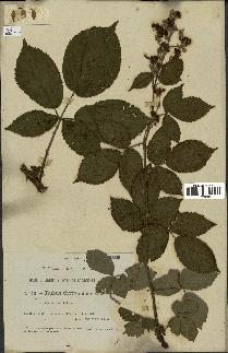 spécimen de Rubus thyrsoideus