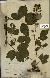 spécimen de Rubus thyrsoideus