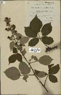 spécimen de Rubus hedycarpus