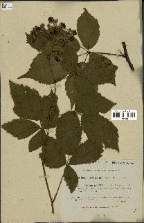 spécimen de Rubus gratus