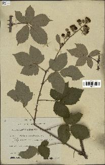 spécimen de Rubus ulmifolius