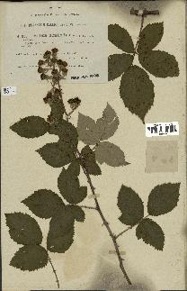 spécimen de Rubus ulmifolius