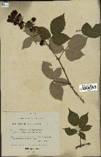 spécimen de Rubus hedycarpus