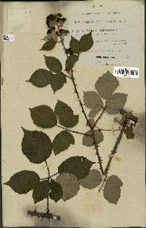 spécimen de Rubus hedycarpus