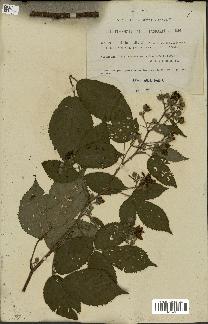 spécimen de Rubus silvaticus