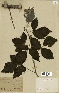 spécimen de Rubus atratus