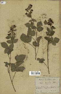 spécimen de Rubus tomentosus