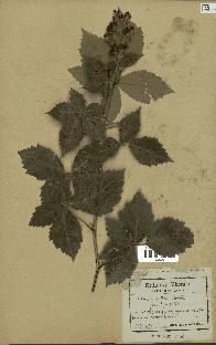 spécimen de Rubus tomentosus