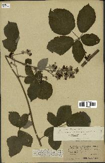 spécimen de Rubus thyrsoideus