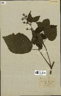 spécimen de Rubus sp.