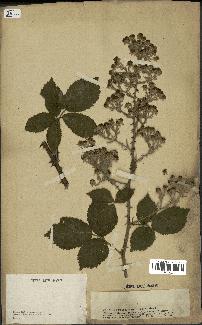spécimen de Rubus nothus