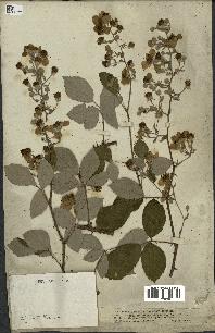 spécimen de Rubus nothus