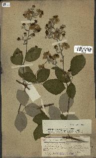 spécimen de Rubus nothus