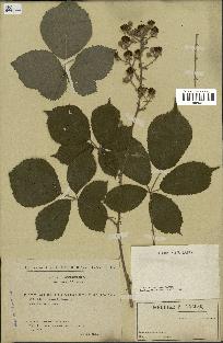 spécimen de Rubus vestitus