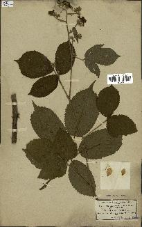 spécimen de Rubus schlechtendalii