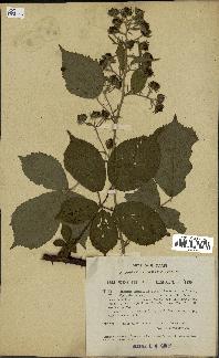 spécimen de Rubus danicus