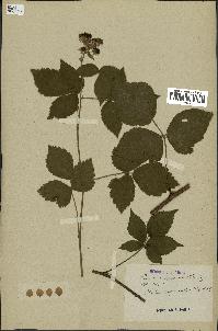 spécimen de Rubus cuspidatus