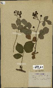 spécimen de Rubus roseiflorus