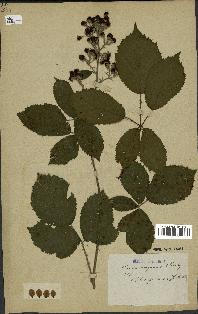 spécimen de Rubus procerus