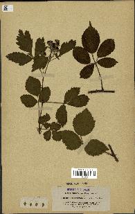 spécimen de Rubus hemistemon