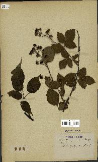 spécimen de Rubus fastigiatus