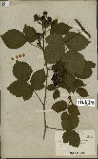 spécimen de Rubus spinosissimus