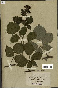 spécimen de Rubus subcanus