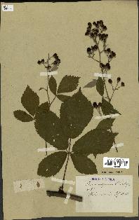spécimen de Rubus roseolus
