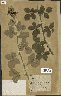 spécimen de Rubus tomentosus