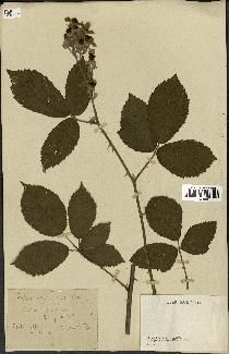 spécimen de Rubus thyrsoideus