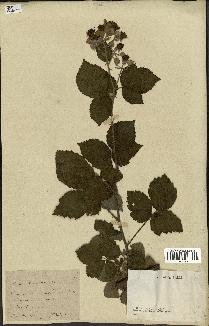 spécimen de Rubus thyrsoideus