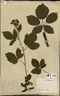 spécimen de Rubus thyrsoideus