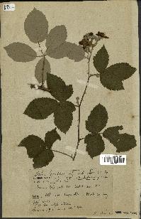 spécimen de Rubus lacertosus