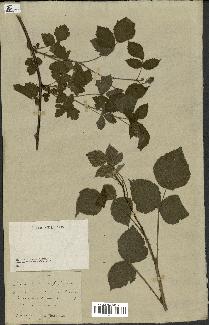 spécimen de Rubus ligerinus