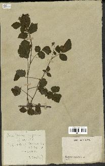 spécimen de Rubus ligerinus