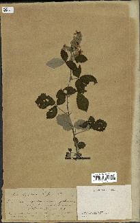 spécimen de Rubus lloydianus