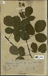 spécimen de Rubus majusculus