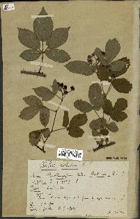 spécimen de Rubus nitidus