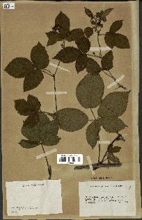 spécimen de Rubus opacus